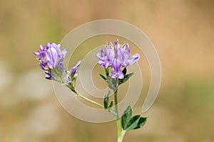 Lucerne medicago sativa flowers