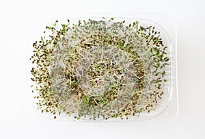 Lucerne microgreen shoot in plastic box on white background, above. Superfood, closeup. Concept healthy lifestyle