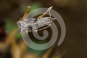 Lucerne Moth - Nomophila nearctica