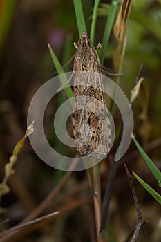 Lucerne Moth - Nomophila nearctica