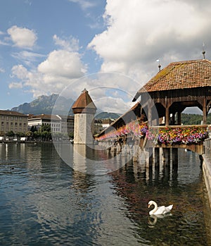 Lucerne's Chapel Bridge with Swan