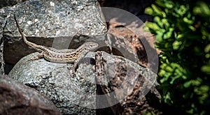 Lucertola campestre lizard (Podarcis siculus) resting on a hot rock on a sunny day in Vilkija photo