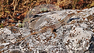 Common lizard on a rock photo
