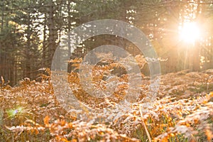 Lucid Fields. Beautiful afternoon nature scene of a field of gol