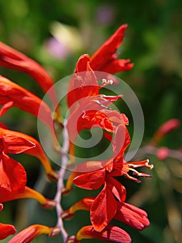 Lucifer Crocosmia in Seattle garden