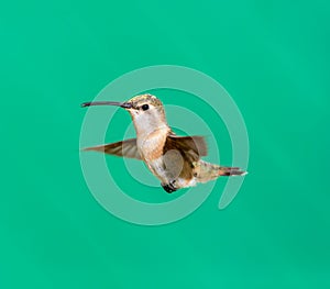 Lucifer hummingbird female.