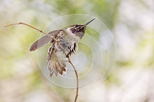 Lucifer Hummingbird Preening