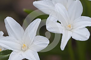 Lucile\'s glory-of-the-snow (Scilla luciliae) flowers, close up