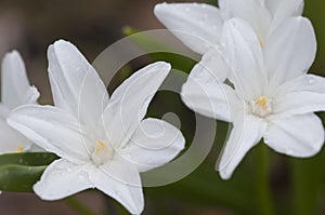 Lucile\'s glory-of-the-snow (Scilla luciliae) flowers, close up