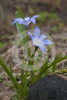 Lucile\'s glory-of-the-snow (Scilla luciliae) flowers, close up