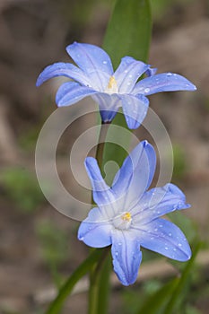 Lucile\'s glory-of-the-snow (Scilla luciliae) flowers, close up