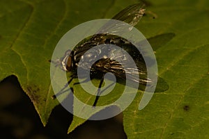 Lucilia caesar fly sits on green leaf