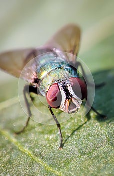 Lucilia cuprina green fly