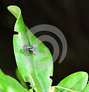 Lucilia sericata soaking up the sunlight