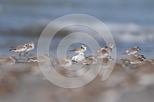 Lucistic Sand Plover in Non breeding Plumage at Akshi Beach,Maharashtra,India