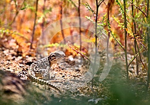 Lucking Leopard Lizard