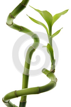 Lucky Bamboo