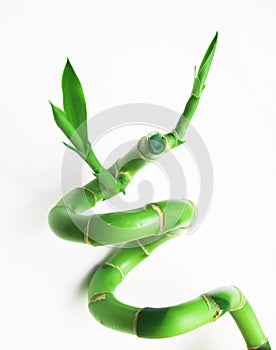 Lucky bamboo