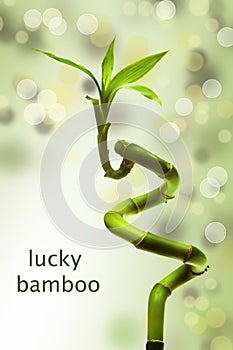 Lucky bamboo