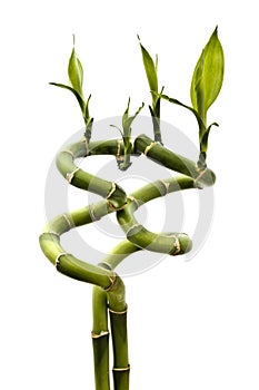 Lucky bamboo