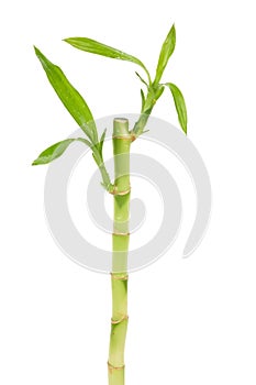 Lucky Bamboo