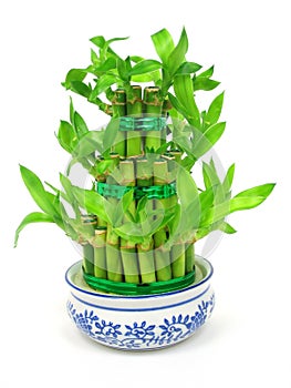 Lucky bamboo