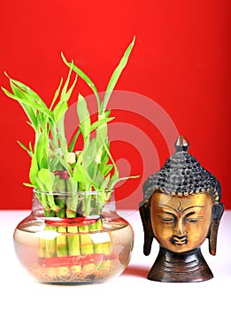 Lucky bamboo