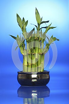 Lucky bamboo