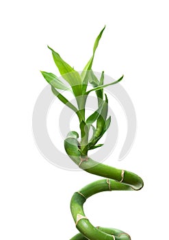 Lucky bamboo