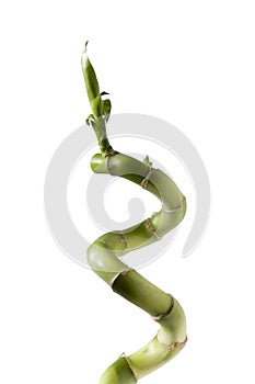 Lucky Bamboo