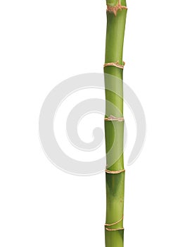 Lucky Bamboo