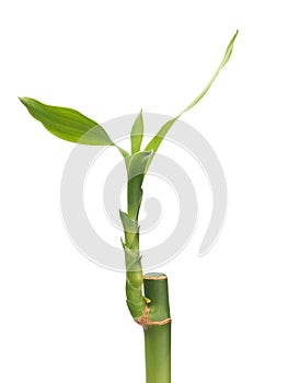 Lucky Bamboo