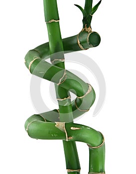 Lucky bamboo against white