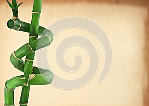 Lucky bamboo background