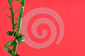 Lucky bamboo background