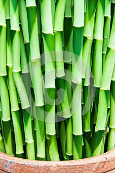 Lucky bamboo background