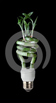 Lucky Bamboo CFL