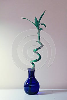 Lucky bamboo in a cobalt blue vase on table