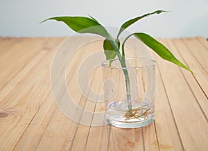 Lucky Bamboo cutting in water - Dracaena sanderiana. How to take care of lucky bamboo concept