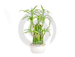 Lucky bamboo (Dracaena sanderiana)