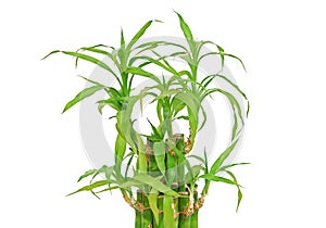 Lucky bamboo (Dracaena sanderiana)