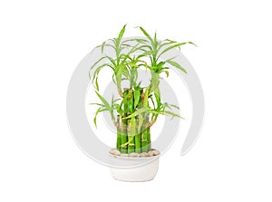 Lucky bamboo (Dracaena sanderiana)