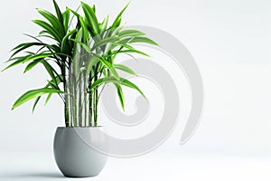 Lucky bamboo (Dracaena sanderiana) in Flowerpot Closeup, Lucky bamboo Macro House Plant