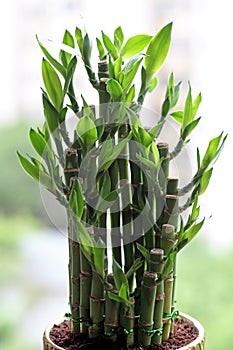 Evergreen foliage plant - Lucky Bamboo.. photo