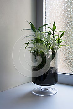 Lucky bamboo in glass goblet near window