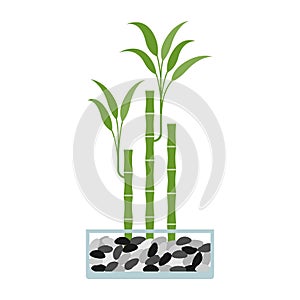 Lucky bamboo in glass pot. Vector illustration.