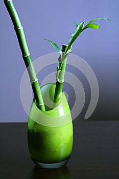 Lucky Bamboo in Green Glass Vase