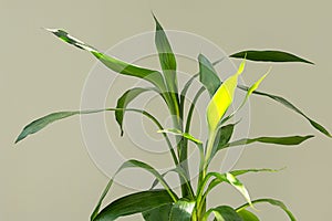 Lucky bamboo green leaves in sunlight, close up