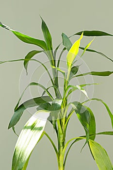 Lucky bamboo green leaves in sunlight, close up