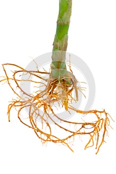 Lucky bamboo isolated on pure white background